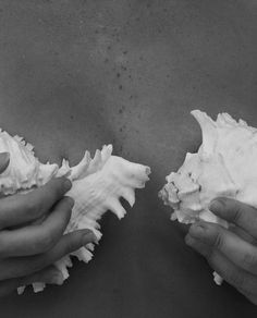 two hands holding shells in black and white