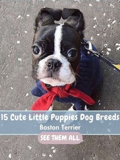 a small black and white dog wearing a blue sweater with red bow on it's collar