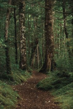 Vertical shot of a beautiful forest with a brown pathway in the middle Free Photo Forest Core, Background Search, Pine Trees Forest, Forest Photos, Forest Background, Forest Wallpaper, Tree Forest, Pine Forest