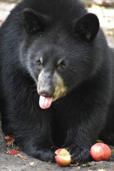 a black bear sitting on the ground with an apple in its mouth next to it