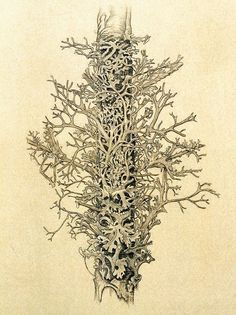 this is a drawing of a tree with branches and leaves growing out of it's trunk