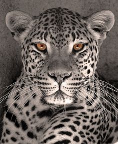 a black and white photo of a leopard with orange eyes looking at the camera while laying down