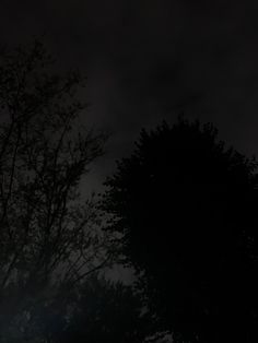 the trees are silhouetted against the dark sky