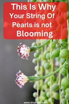 flowers with the words, this is why your string of pearls is not blooming