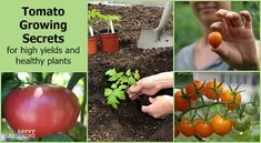 there are many pictures of tomatoes growing in the garden with text overlay that reads tomato growing secrets for high yield and healthy plants