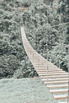 a wooden suspension bridge over a lush green forest