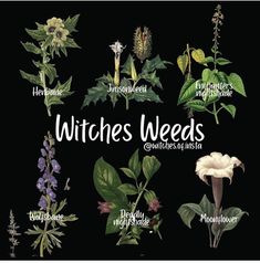 a bunch of different types of wildflowers on a black background with the words witches weeds