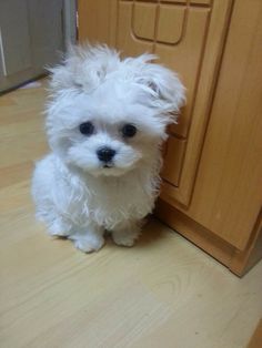 a small white dog sitting on top of a hard wood floor next to a cabinet