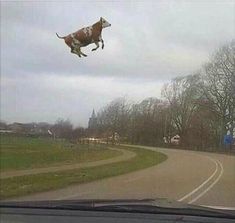 a cow is flying in the air over a road with trees and grass on both sides