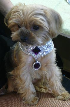 a small brown dog sitting on top of a chair next to a persons hand and wearing a diamond collar