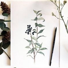 a watercolor painting of a plant with leaves and berries on it next to a pen