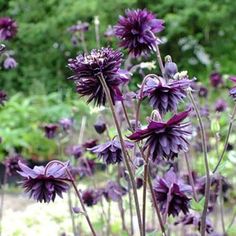 purple flowers are blooming in the garden