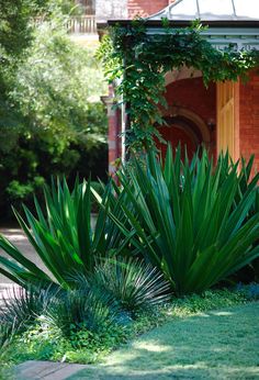 some very pretty green plants in front of a brick building on a sunny day with no one around