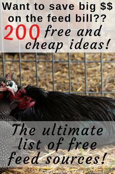 the ultimate list of free feed sources for chickens