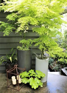 some plants that are sitting on a table in front of a house with green leaves