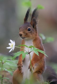 a red squirrel is standing on its hind legs and looking at the camera while holding onto a flower