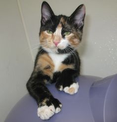 a calico cat sitting on top of a blue ball with its paws spread out