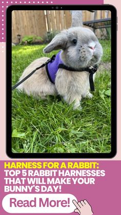 a rabbit wearing a purple harness sitting in the grass with text that reads, harness for a rabbit top 5 rabbit harnesses that will make your bunny's day read more