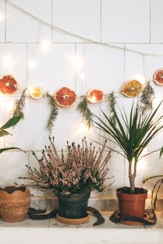 several potted plants on a shelf with lights in the background