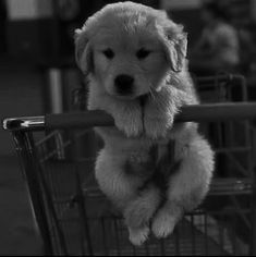 a puppy is sitting in a shopping cart