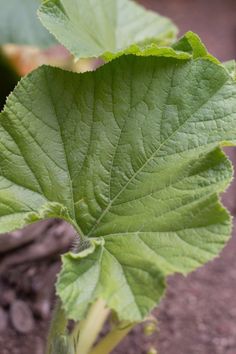 a close up of a green leaf on a plant with dirt in the foreground