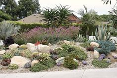 an assortment of plants and rocks in a garden