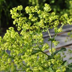 a plant with green leaves is in the foreground and on the far side, there is a wooden bench behind it