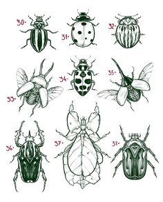 the different types of bugs and their numbers are shown in this drawing, which shows how many