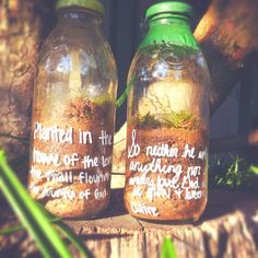 two jars with dirt and plants in them