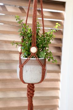 a potted plant hanging from a rope