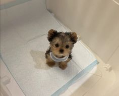 a small brown and black dog sitting on top of a bath tub next to a towel