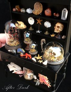 there are many different items on this display case, including shells and seashells