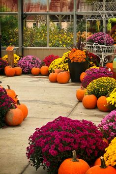 many pumpkins and flowers in the middle of a walkway