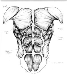 an image of the back of a human body with muscles labeled in black and white