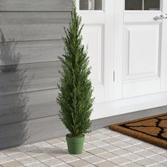 a potted plant sitting in front of a door