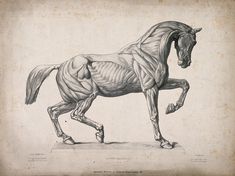 a drawing of a horse that is standing on its hind legs, with muscles visible