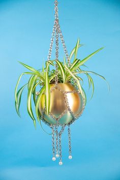 an air plant hanging from a chain on a blue background