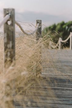 the grass is blowing in the wind on the boardwalk