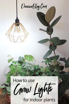 an indoor plant with the words how to use grow lights for indoor plants on it