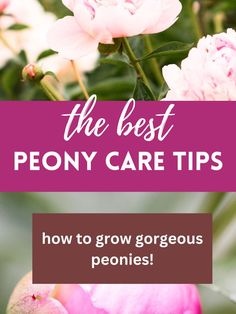 pink peony flowers Caring For Peonies, Peony Fertilizer, Peony Care Tips, Soil Fertilizer, Full Sun Flowers, Growing Peonies, Grow Gorgeous