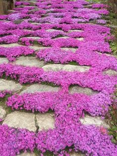 purple flowers are growing on the stone walkway