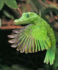 a green lizard flying through the air with its wings spread out and it's eyes open