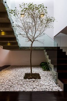 a small tree in the middle of a room with rocks on the floor and stairs