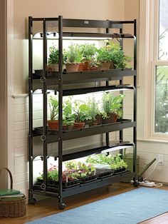 a shelf filled with lots of plants next to a window