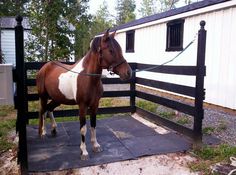 a brown and white horse tied to a fence