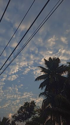 power lines and palm trees against a cloudy sky