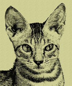 a black and white drawing of a cat's face, looking at the camera