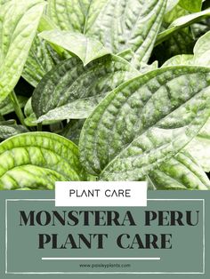 green plants with the words plant care monstera peru plant care on it