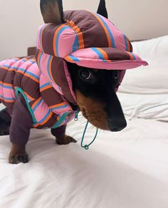 a small dog wearing a pink and blue striped outfit on top of a white bed