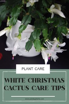 white flowers in a vase with text overlay that reads plant care white christmas cactus care tips